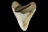 Fossil Megalodon Tooth - North Carolina #109000-2